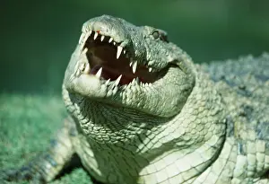 Nile: NILE CROCODILE - close up, with mouth open