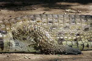 Crocodilus: Nile Crocodile - close-up of skin and leg