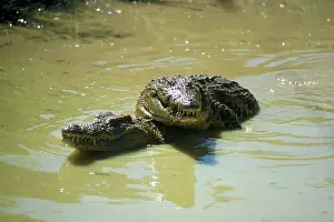 Crocodilus: Nile Crocodile - courtship