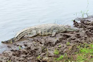 Crocodilus: Nile Crocodile (Crocodilus niloticus), Maasai