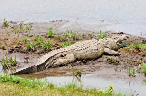 Crocodilus: Nile Crocodile (Crocodilus niloticus), Maasai
