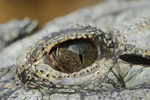 Nile: Nile crocodile (Crocodylus niloticus), eye, captive