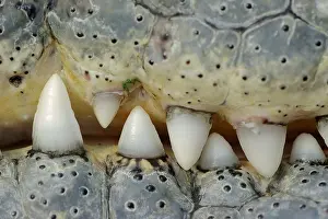 Teeth: Nile crocodile (Crocodylus niloticus), teeth, captive