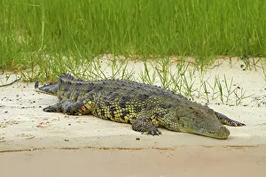 Kasane: Nile crocodile (Crocodylus niloticus), Chobe