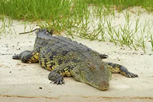 Kasane: Nile crocodile (Crocodylus niloticus), Chobe