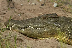 Kasane: Nile crocodile (Crocodylus niloticus), Chobe
