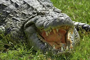 Kasane: Nile crocodile (Crocodylus niloticus), Chobe