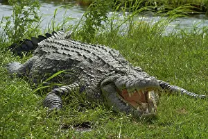 Kasane: Nile crocodile (Crocodylus niloticus), Chobe