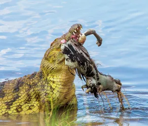 Swallowing: Nile crocodile (Crocodylus niloticus) is eating