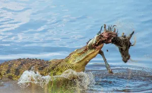 Swallowing: Nile crocodile (Crocodylus niloticus) is eating
