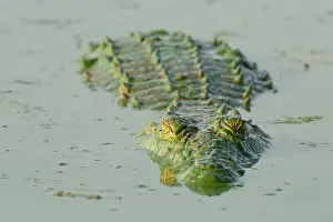 Nile: Nile Crocodile (Crocodylus niloticus) floating