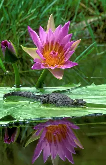 Nile: Nile Crocodile (Crocodylus niloticus). Hatchling