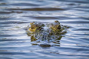 Nile: Nile crocodile (Crocodylus niloticus) in Kruger