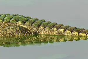 Nile: Nile Crocodile (Crocodylus niloticus), reflecti