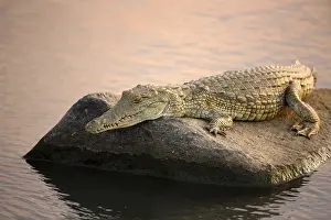 Nile: Nile Crocodile (Crocodylus niloticus) resting o