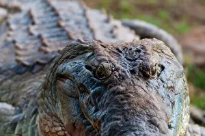 Nile: Nile Crocodile (Crocodylus niloticus), Tsavo
