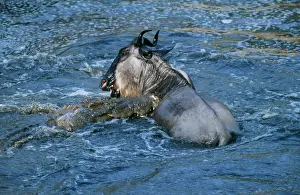 Dragging: Nile CROCODILE - dragging Wildebeest / Gnu prey under