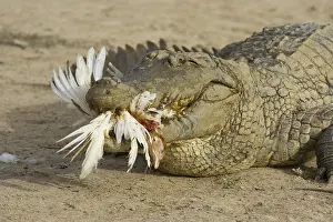 Competitions: Nile crocodile eating chicken Pond of Bazoule Burkina Faso