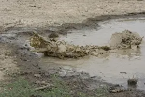 Attacks: Nile Crocodile eating a chicken Pond of Bazoule Burkina Faso