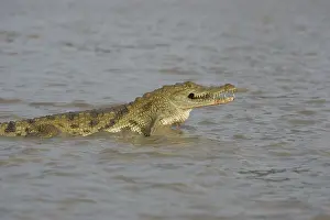 Reports: Nile Crocodile eating a chicken Pond of Bazoule Burkina Faso