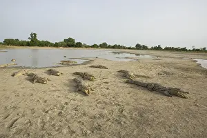 Reports: Nile Crocodile eating a chicken Pond of Bazoule Burkina Faso