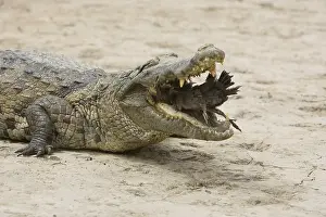 Hooks: Nile Crocodile eating a chicken Pond of Bazoule Burkina Faso