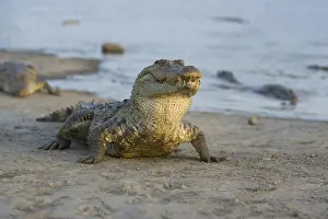 Reports: Nile Crocodile eating a chicken Pond of Bazoule Burkina Faso