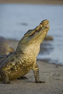 Reports: Nile Crocodile eating a chicken Pond of Bazoule Burkina Faso