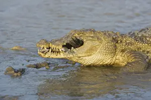 Reports: Nile crocodile eating chicken Pond of Bazoule Burkina Faso