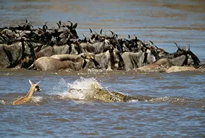 Thomson: Nile Crocodile - Eating Thomson's Gazelle