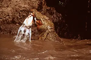 Nile: NILE CROCODILE - eating Thomson's Gazelle