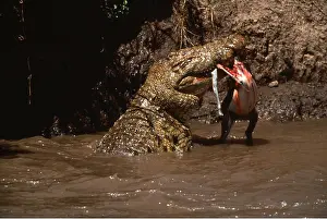 Nile: NILE CROCODILE - Eating Thomson's Gazelle