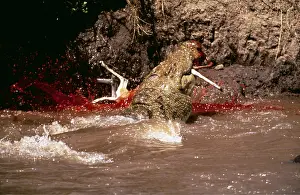 Attacking: NILE CROCODILE - Eating Thomson's Gazelle