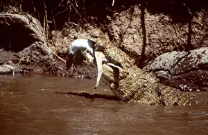Attacking: NILE CROCODILE - eating Thomson's Gazelle