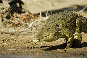 Lufupa: Nile Crocodile - Is about to enter the Lufupa River