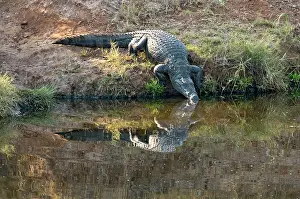 Crocodilus: Nile Crocodile - entering water