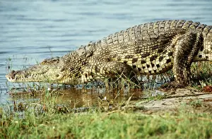 Nile: NILE CROCODILE- ENTERING WATER