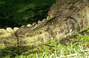 Nile Crocodile - Female, babies on tail