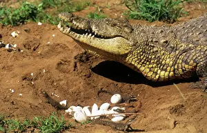 Mouths: Nile Crocodile - Female at nest collecting young in mouth