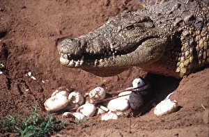 Nile: NILE CROCODILE - Female with young & eggs at nest
