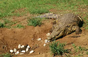Home: Nile Crocodile - Female with young & eggs at nest