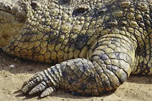 Foreleg: Nile Crocodile Foreleg