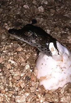 Hatching: NILE CROCODILE - HATCHING