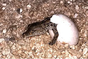 Hatching: NILE CROCODILE-HATCHING