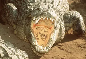 Scary: NILE CROCODILE - JAWS APART