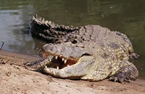 Albirostris: Nile CROCODILE - with jaws open to dissupate excess