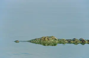 Appearing: Nile Crocodile - just appearing above water