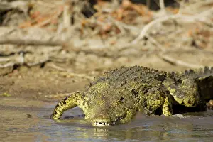 Lufupa: Nile Crocodile - Has just entered the Lufupa River