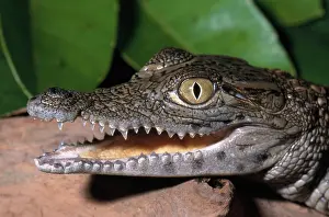 Crocodylinae: Nile Crocodile Juvenile