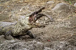 Gonarezhou: Nile crocodile in Kruger National park, South Africa